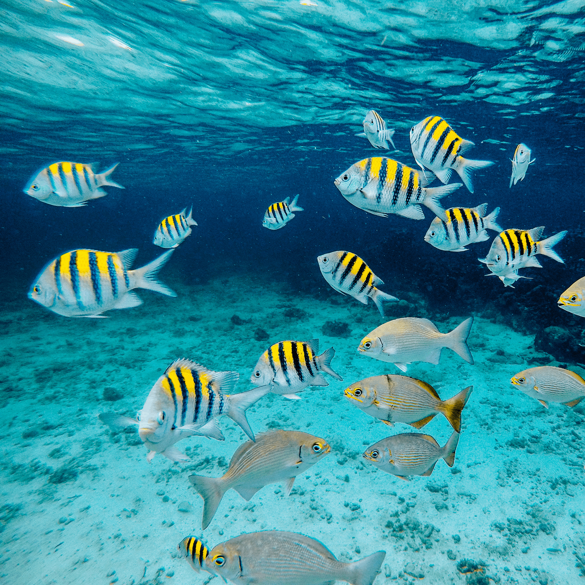 Snorkeling